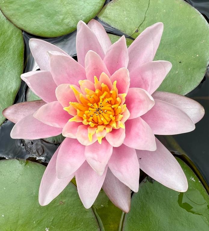 Fotografie z fotogalerie ubytování Gîte 3 "le Canal de Baza" aux Magnolias v destinaci Aubenas