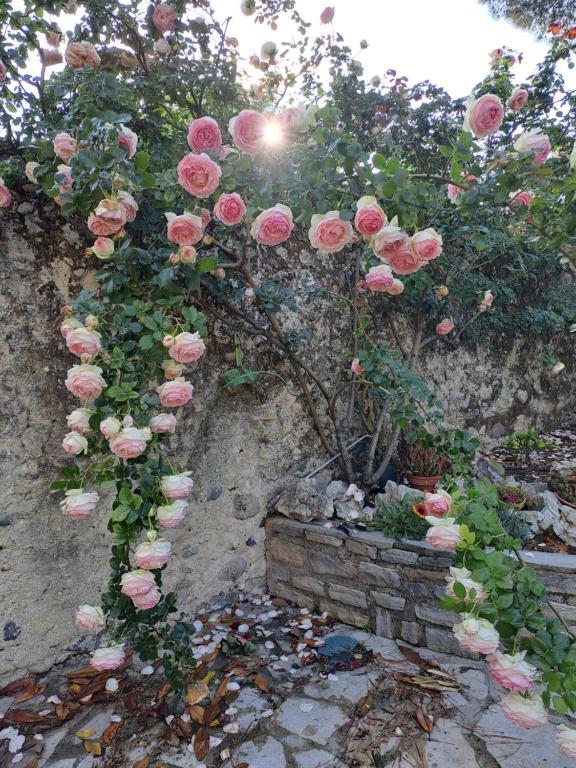 Zahrada ubytování Gîte 3 "le Canal de Baza" aux Magnolias