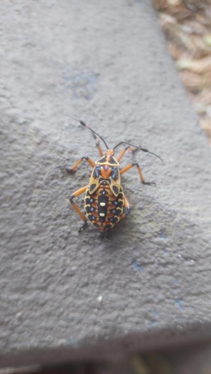 Ein großes Insekt sitzt auf der Straße in der Unterkunft Hal in Puerto Viejo