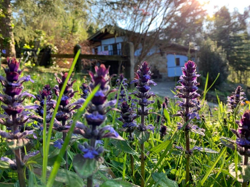 un campo di fiori viola con una casa sullo sfondo di Precioso caserío con jardín a Bakio
