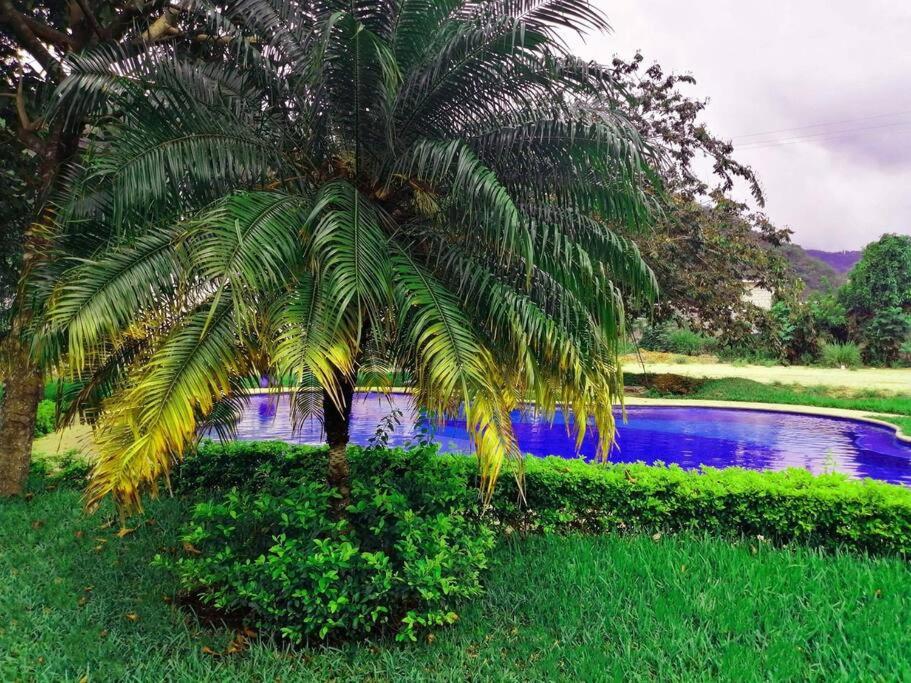 a palm tree in front of a swimming pool at Apartamento e109 in Guatemala