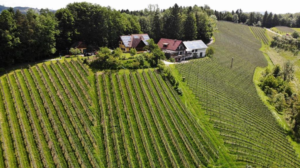 een luchtzicht op een boerderij in een veld bij Weingut spitzyPeitler in Leutschach