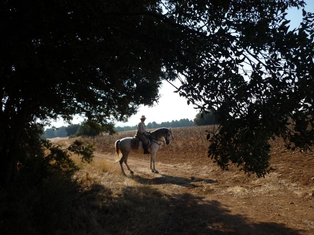 Animales en the country house o alrededores