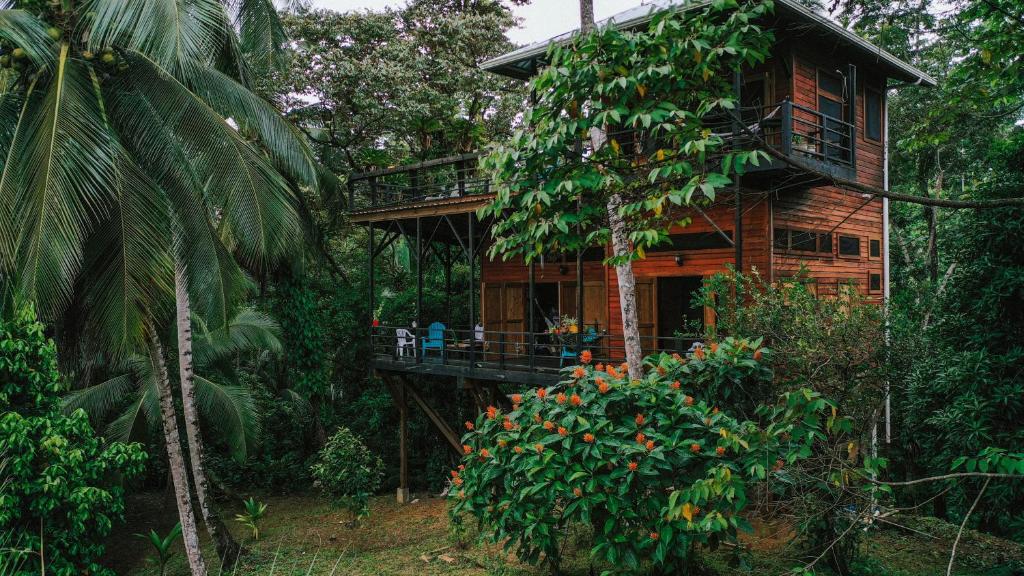 una casa en el árbol en medio del bosque en Colinas del Palmar, en Bocas Town