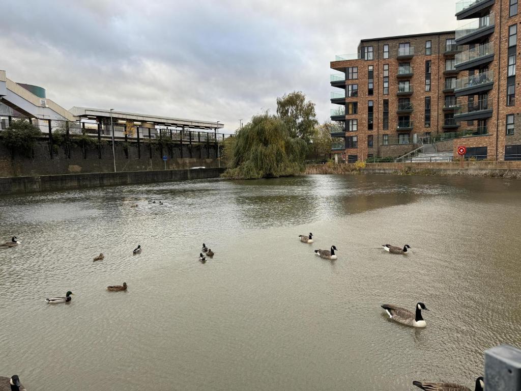 Luxury Apartment in Dartford في دارتفورد: مجموعة من البط تسبح في النهر