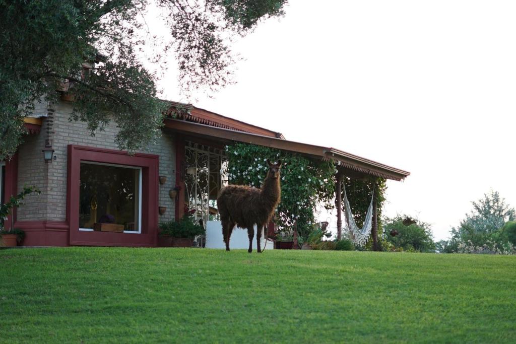 a llama standing in front of a house at Casa golf en las sierras de Cordoba in Cordoba