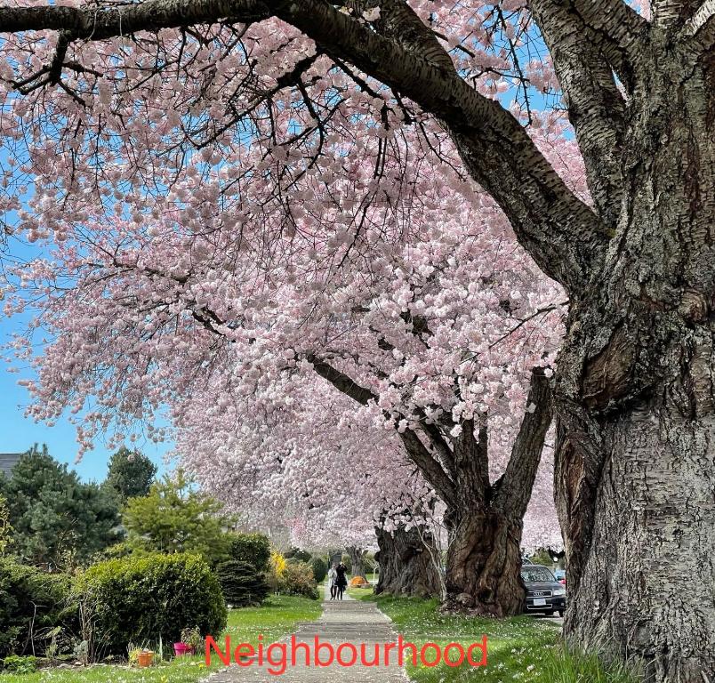Un árbol con flores rosas en un parque en south vancouver guesthouse en Vancouver