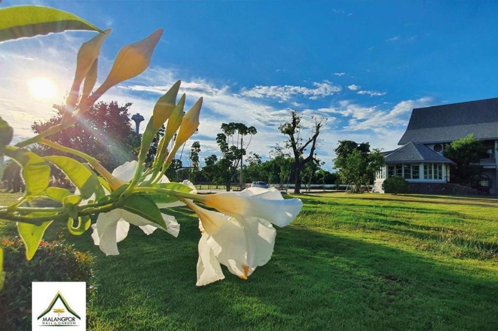 biały kwiat siedzący na trawie na polu w obiekcie Malang Por Hotel w mieście Ban Yuan