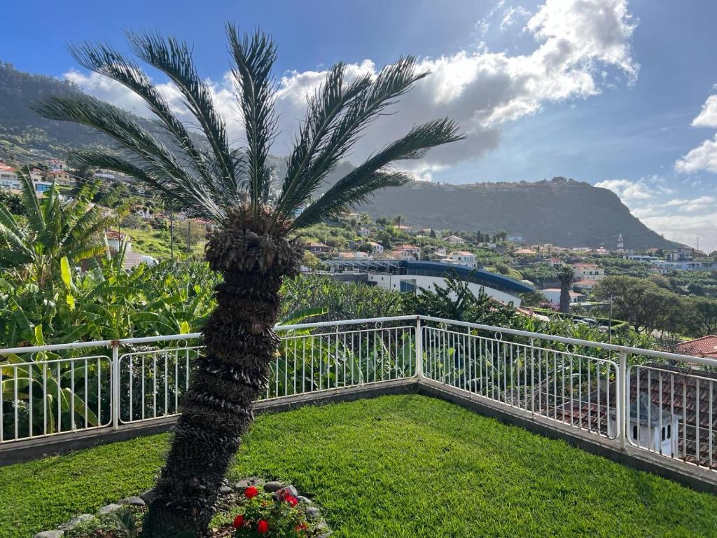 eine Palme auf einem Balkon in der Unterkunft Spring House AL in Arco da Calheta