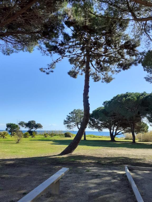 un parc avec un banc et un arbre dans l'établissement Bel appartement avec piscine- Poggio Mezzana, à Poggio-Mezzana