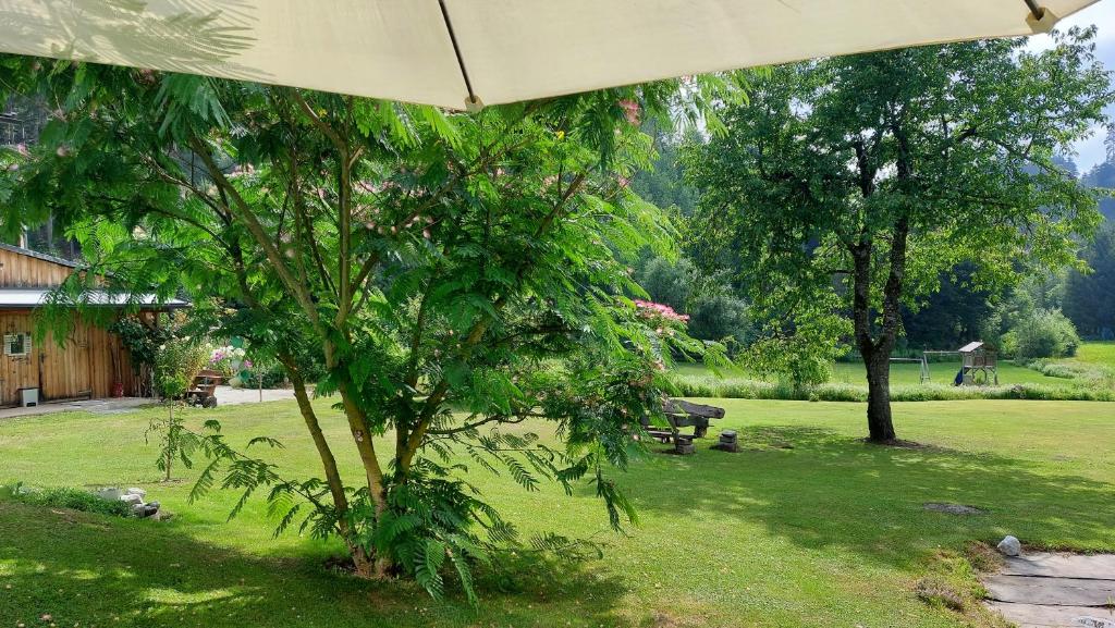 a tree in a yard with an umbrella at das stille Paradies in Ledenitzen