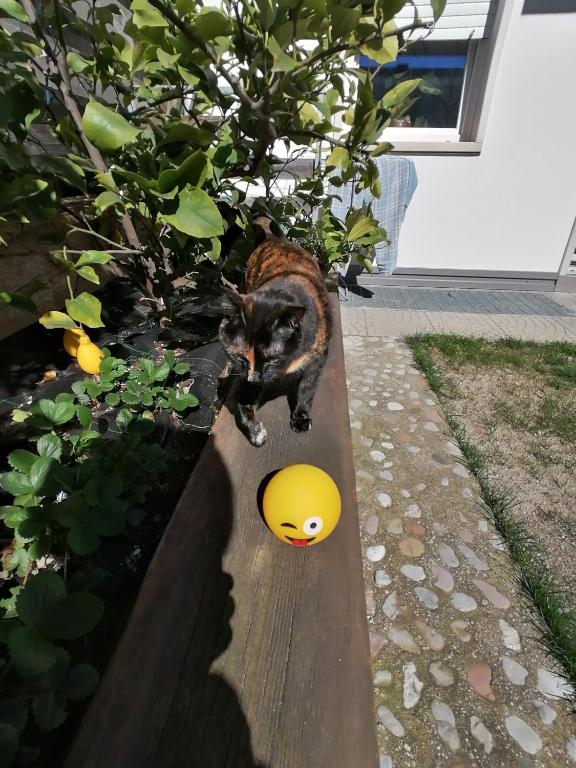 Ogród w obiekcie Appartamento Meridiana