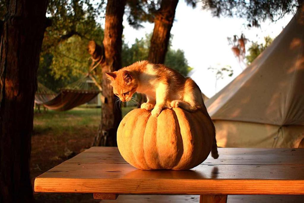 Glamping at a Lovely Tent in Skiaxtro- Marathopoli kisállat-vendégei