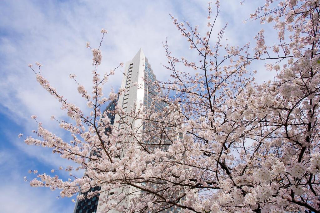 aakura tree with a tall building in the background at ANA InterContinental Tokyo, an IHG Hotel in Tokyo