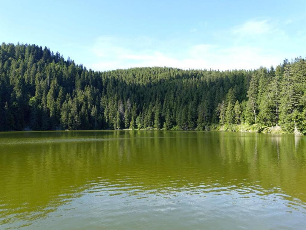 a large green lake with trees in the background at Modern apartment in Soultzeren in Soultzeren