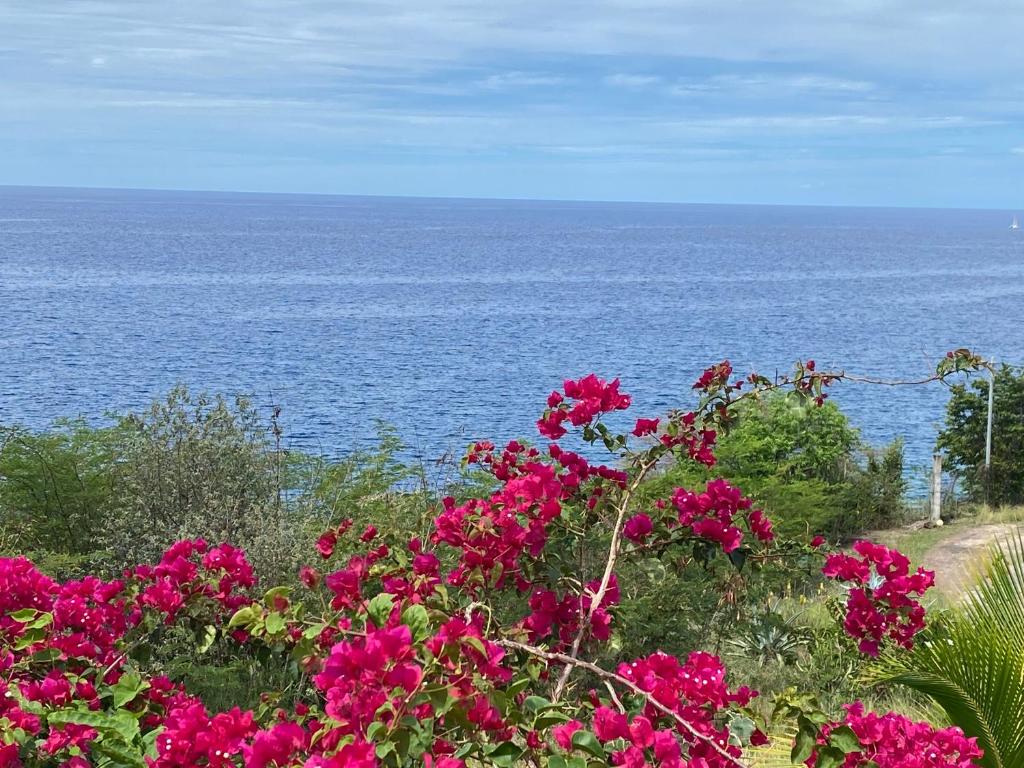 a field of flowers with the ocean in the background at Bungalows Mathilde-non fumeur in Bouillante