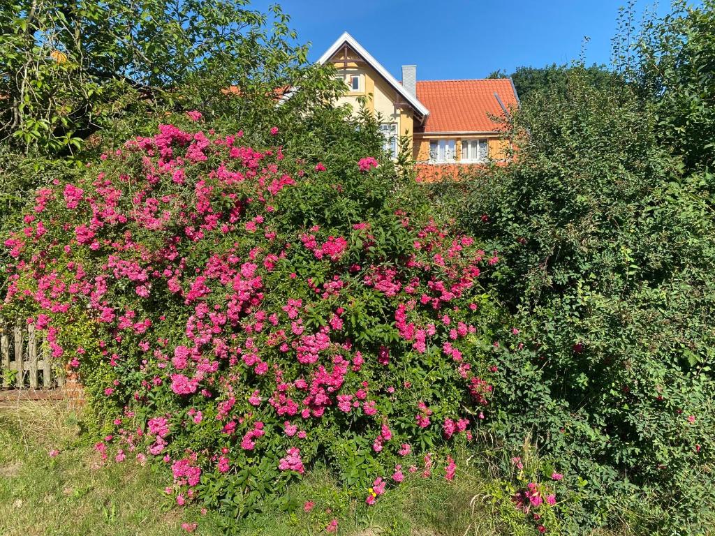 a large bush of pink flowers in front of a house at Roseneck am Neulandhof Spöring in Walsrode