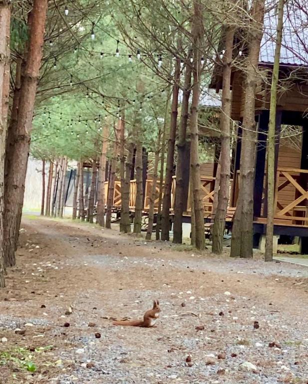 a squirrel laying on the ground in front of a forest at Family Resort in Mostiska