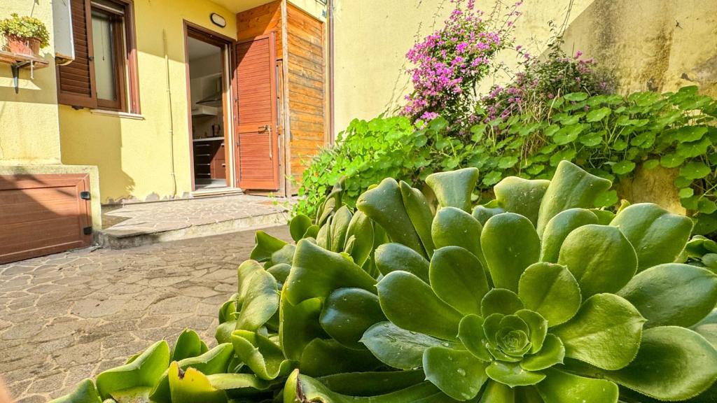una suculenta planta verde frente a un edificio en La Casetta di Teresa, en Oristano