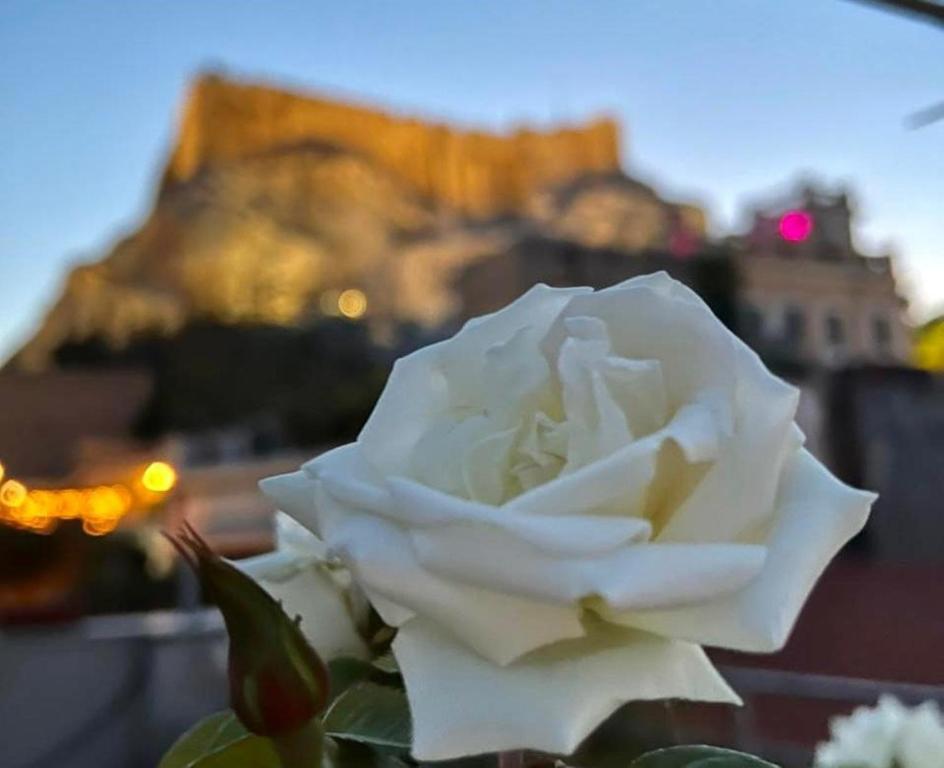 a white rose with the eiffel tower in the background at The Acropolis House of Flowers~Private Roof Garden in Athens