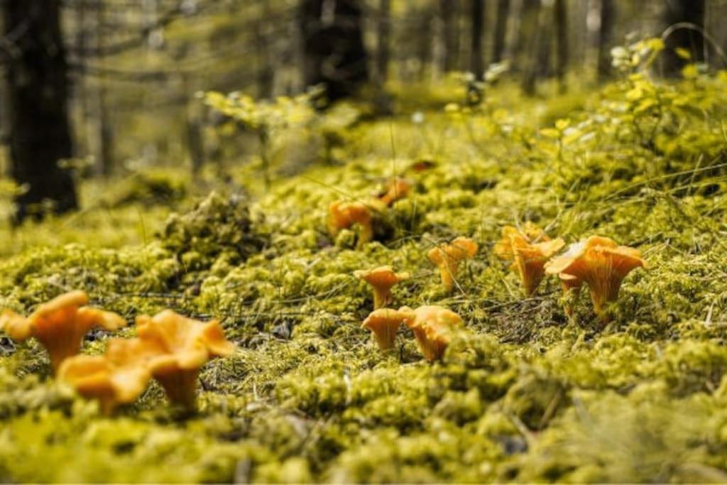 Fotografie z fotogalerie ubytování Målaskog gamla station 1 v destinaci Ryssby