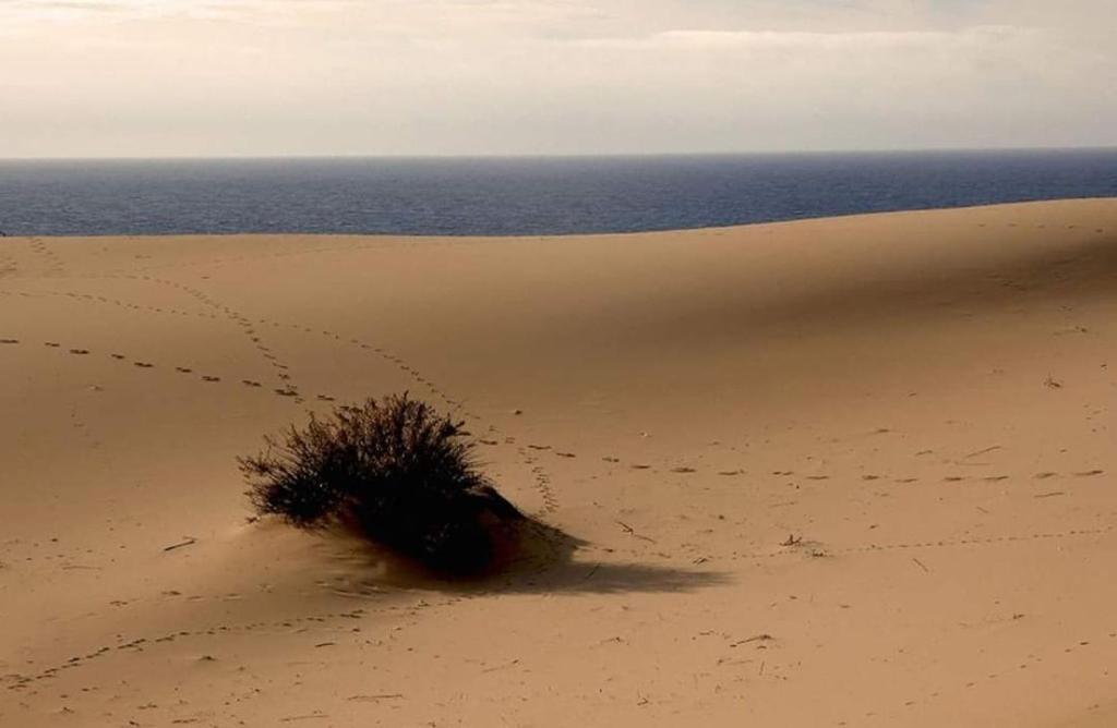 um arbusto na areia em frente ao oceano em Borgo Ingurtosu em Ingurtosu