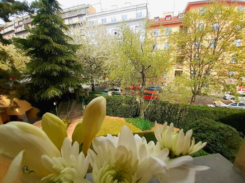 a bunch of white flowers in a garden at Villa Vinohrady in Prague