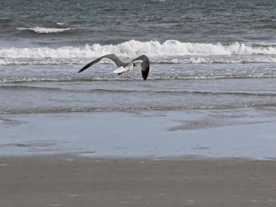 a bird flying over the water on a beach at Blissful in Hilton Head Island