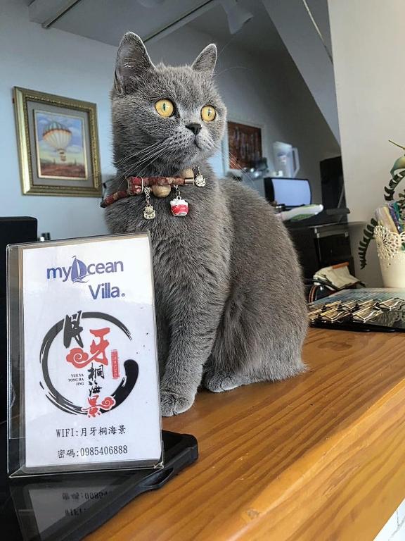 月牙桐海景民宿my ocean villa評價、海景體驗、手作早餐、寵物友善包棟資訊 – 溫馨海景渡假首選 - 照片 13