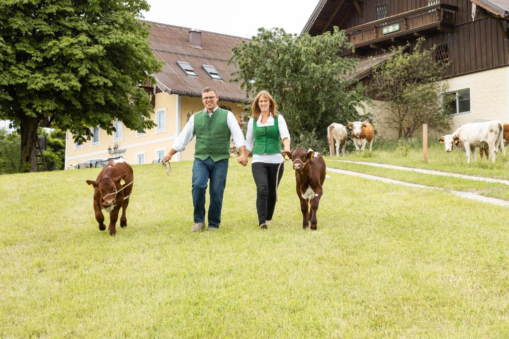 um homem e uma mulher a passear duas vacas num campo em Ferienwohnung am Bio-Bauernhof em Obertrum am See