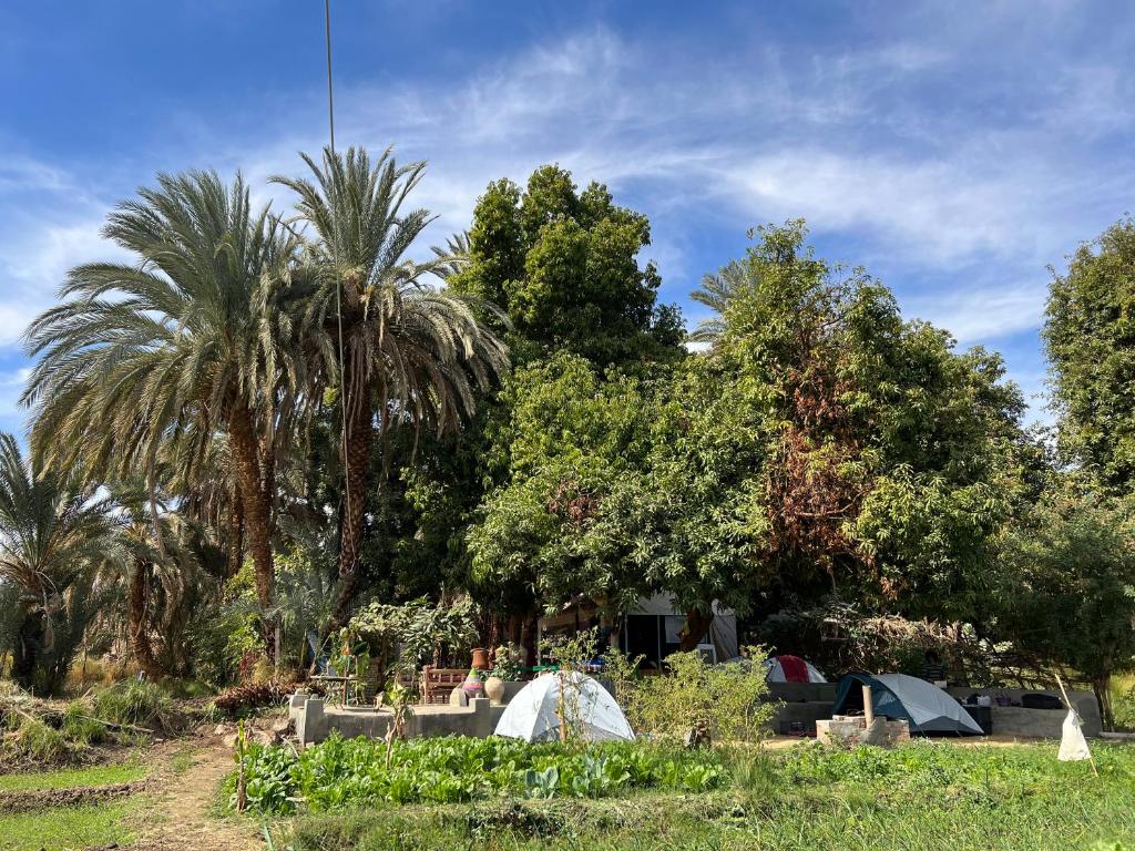 un groupe d'arbres et de tentes dans un champ dans l'établissement Salatoos Mango Camp, à Assouan