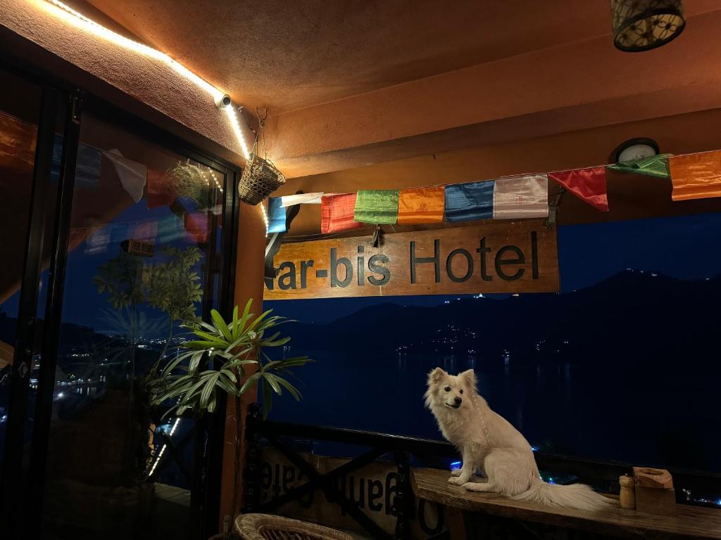 um cão branco sentado numa mesa num quarto em Nar-Bis Hotel em Pokhara