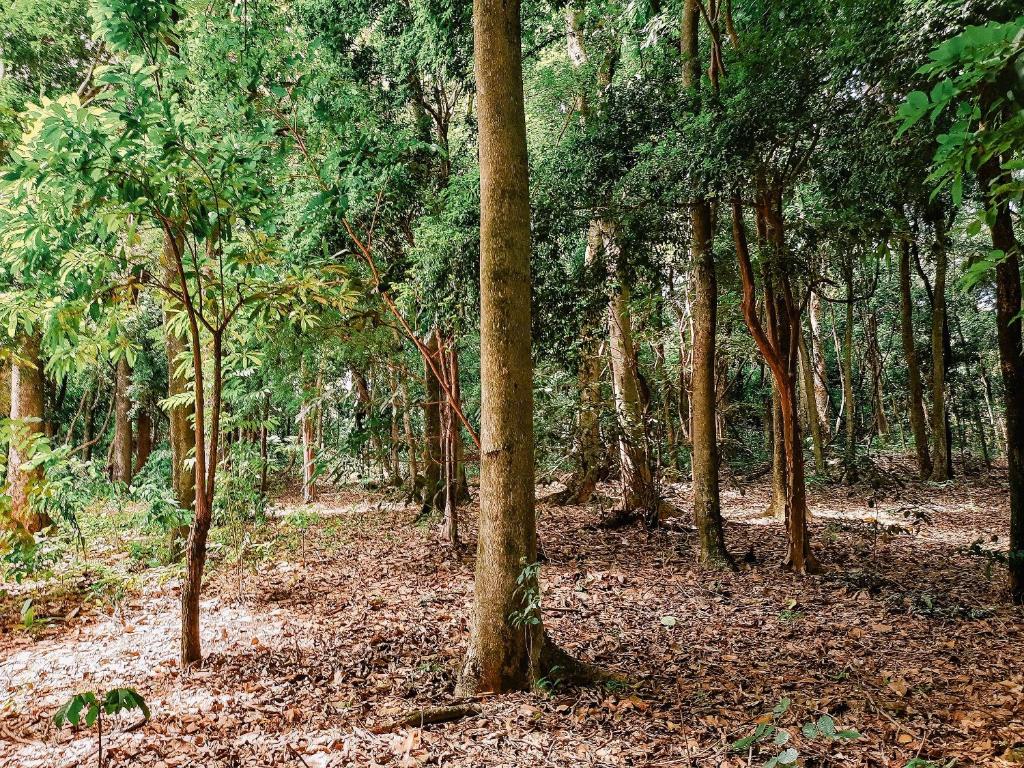 un bosque con árboles y hojas en el suelo en Espaço camping -Barraca 3, en Itapira