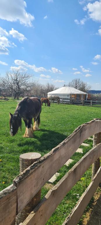 um cavalo a pastar num campo ao lado de uma cerca em Jurtarelax em Kozármisleny