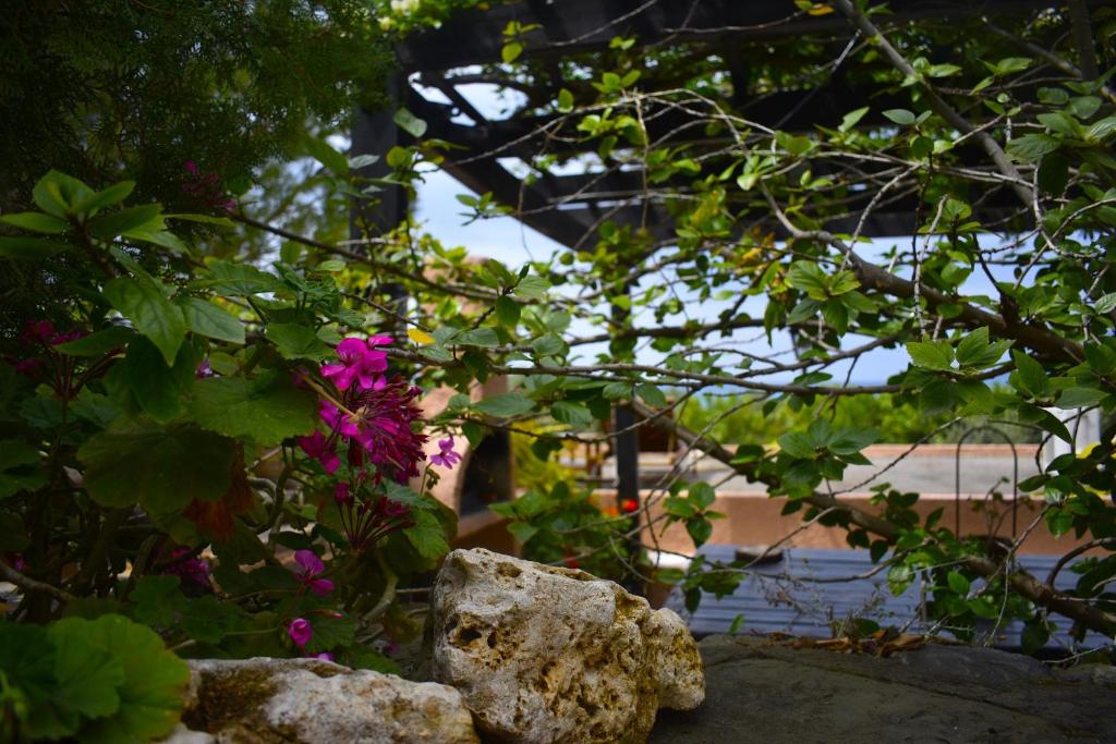 Zahrada ubytování Anemos Holiday Houses - Unterkunft in Südkreta