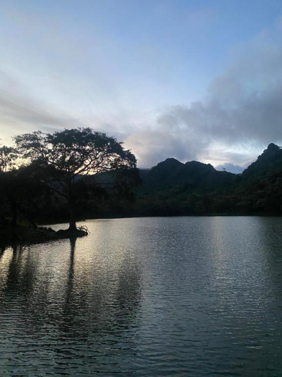 un árbol sentado en medio de un lago en Cabañas La Encantada, 