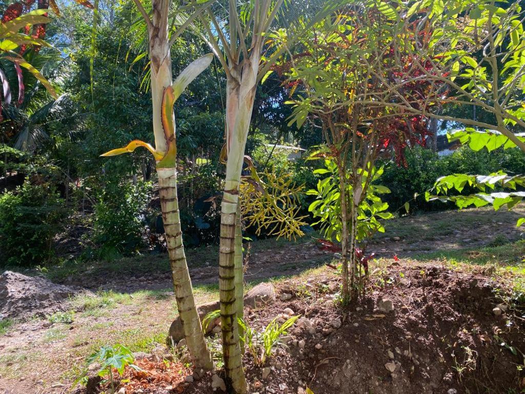 CASA CON ARBOLES FRUTALES EN EL CASERIO LA UNION TARAPOTO في تارابوتو: بضعة أشجار في حديقة مع العشب