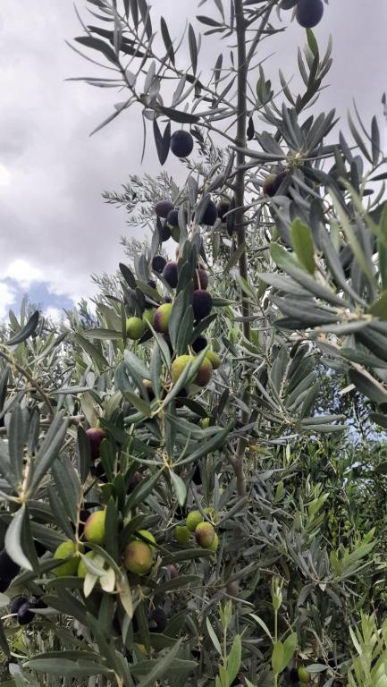 Zahrada ubytování إستراحة المروج بالجبل الأخضر