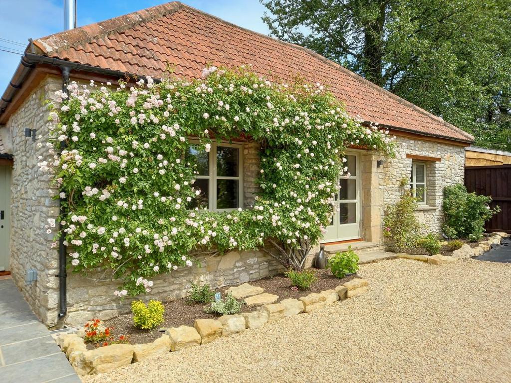 un edificio con un arbusto de flores blancas. en Pippin - Uk37379 en Pilton