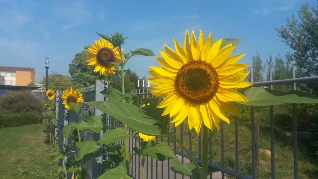 Zahrada ubytování Jugendherberge Romanshorn