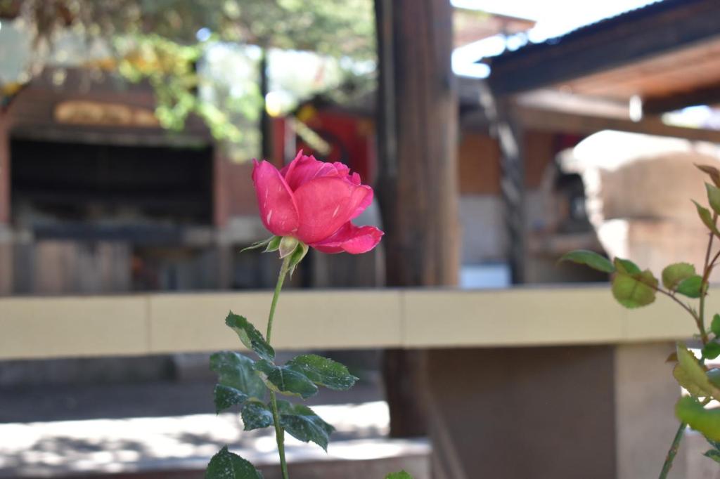 a pink rose on a plant in front of a building at La Rosarito in Humahuaca