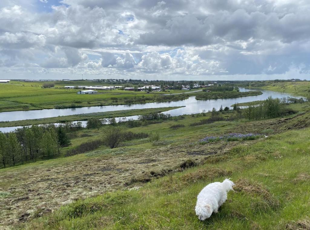 ein weißes Schaf auf einem Feld neben einem Fluss in der Unterkunft Ugla Gistihús (Ugla Guesthouse) in Hella