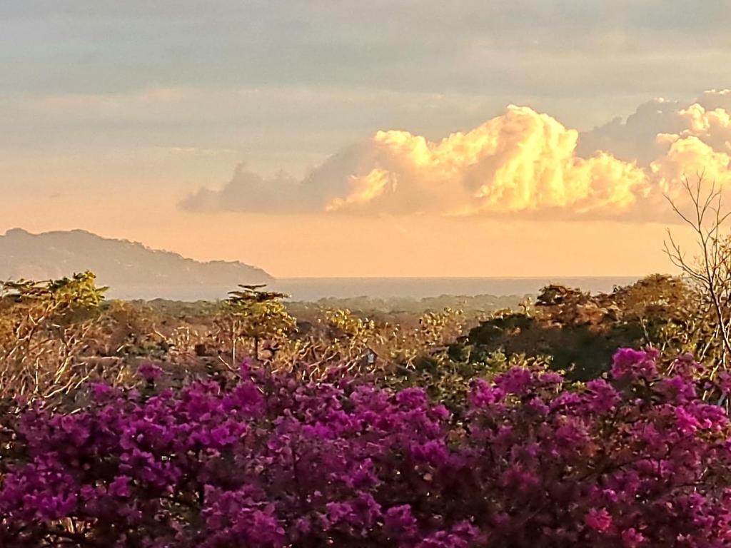 a field of purple flowers in front of a sunset at Tucanes Ridge Bed and Breakfast in Tarcoles