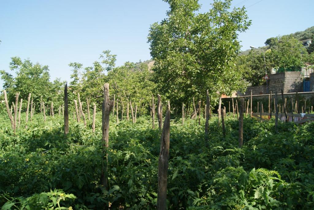 Agriturismo Nonno Luigino - 18