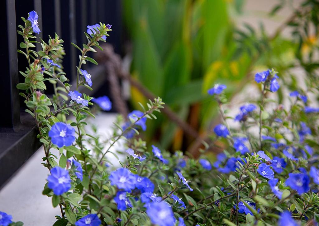 Zahrada ubytování Negombo Green Palace