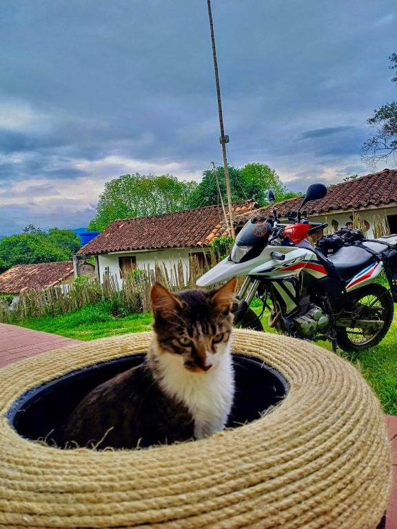 Domácí mazlíčci ubytovaní s hosty v ubytování Casa Annunakis
