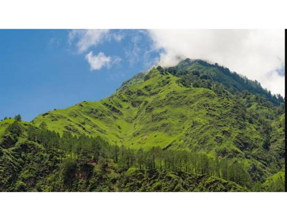 uma montanha verde com árvores no topo em Hotel Dabral, Pipalkoti em Pīpalkoti