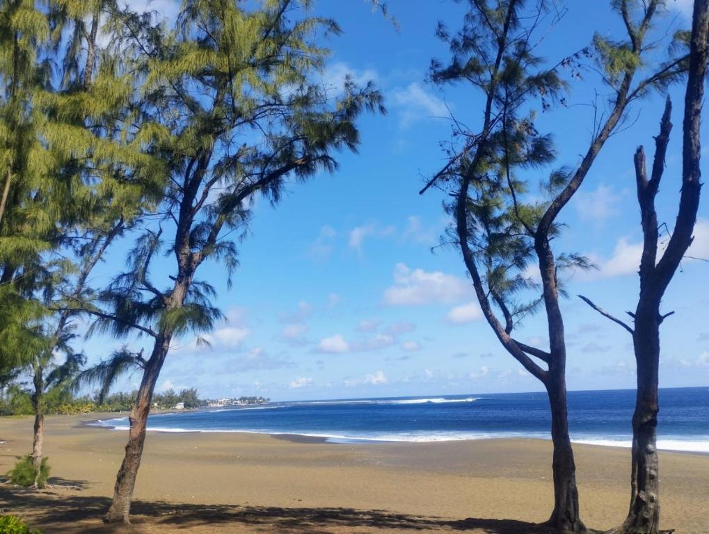 a view of the beach through the trees at CASA COLIVING avec chambre salle de bain individuelles privatives in Saint-Pierre