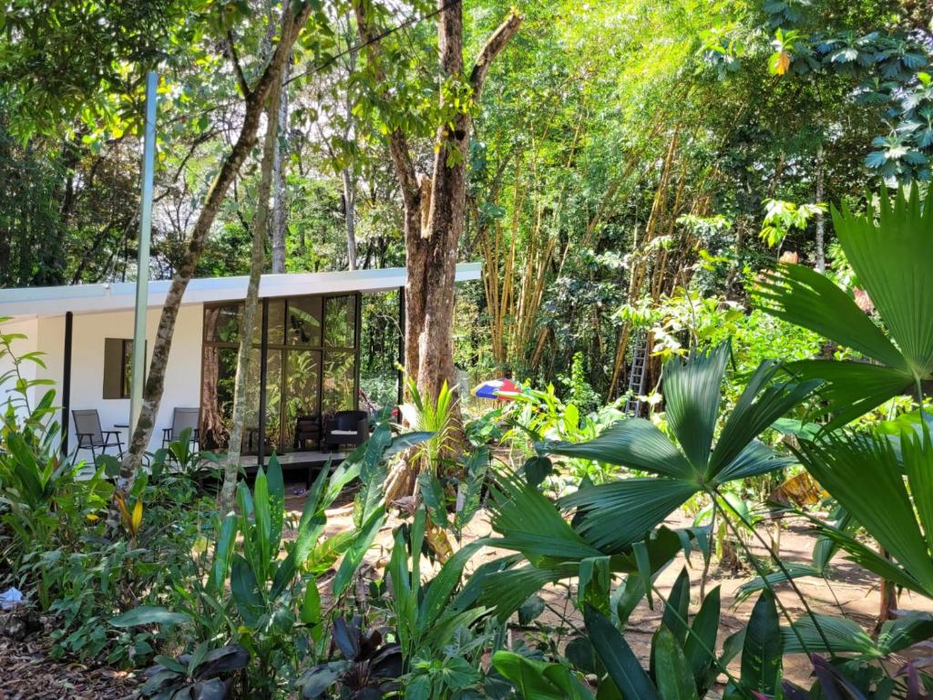 a house in the jungle with trees and plants at Luba house in Puerto Jiménez