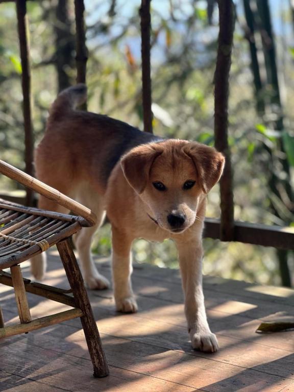 Thú nuôi lưu trú tại Sapa Jungle Homestay